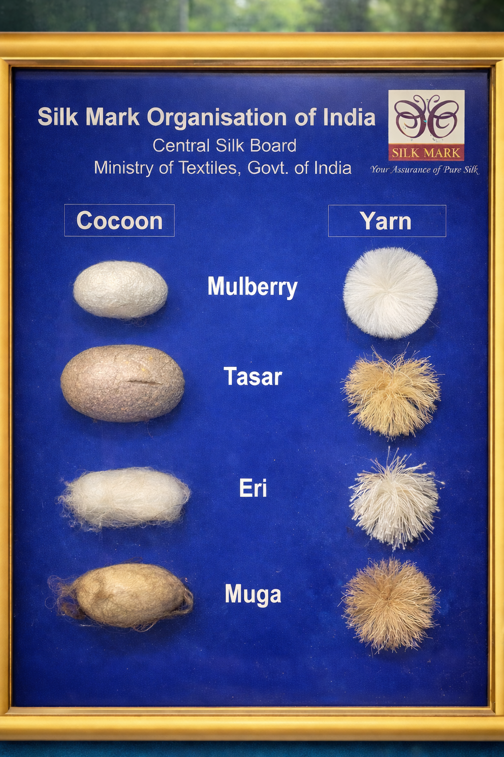 Mulberry, Tasar, Eri and Muga silk shown as cocoons and as yarn